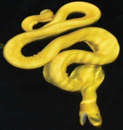 Picture of Yellow Sea Snake in Stalking Position